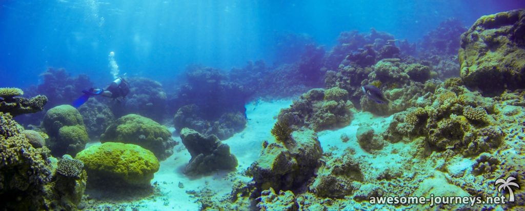 Tauchen am Hastings Reef