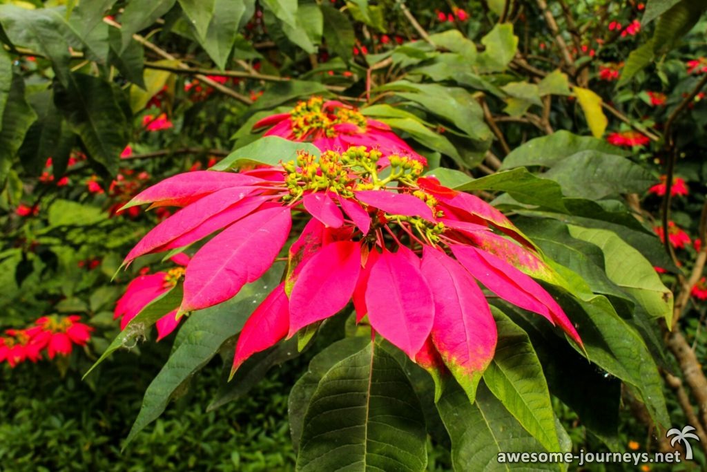 mauritius-black-river_flower