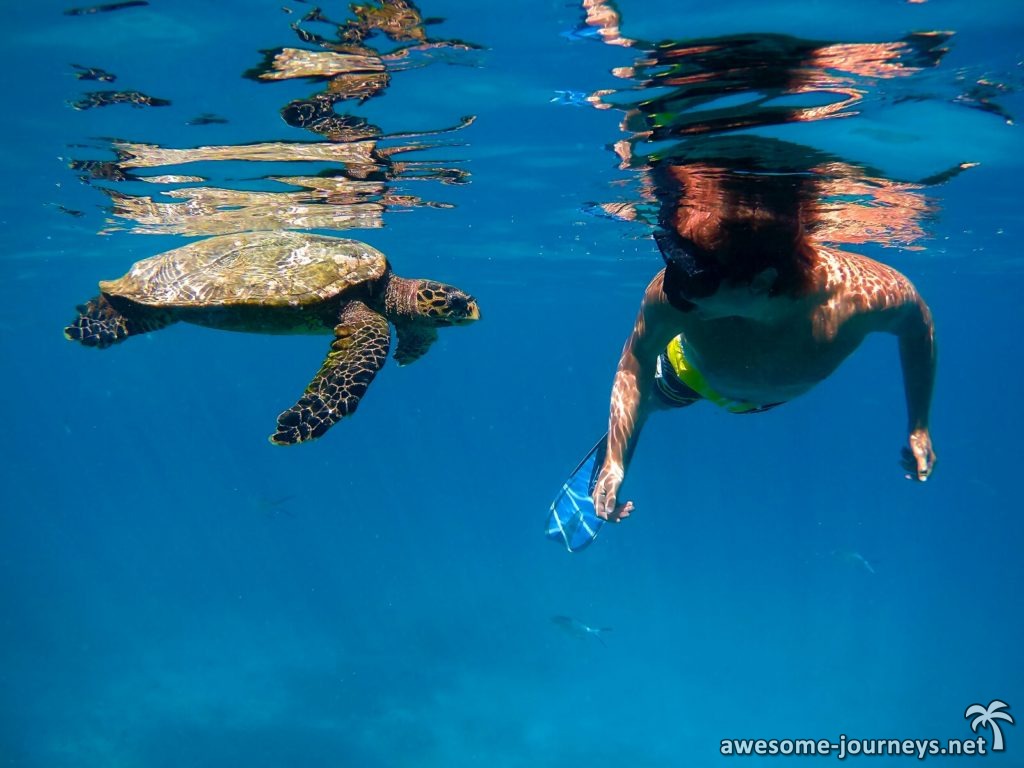 Schnorcheln mit Meeresschildkröten