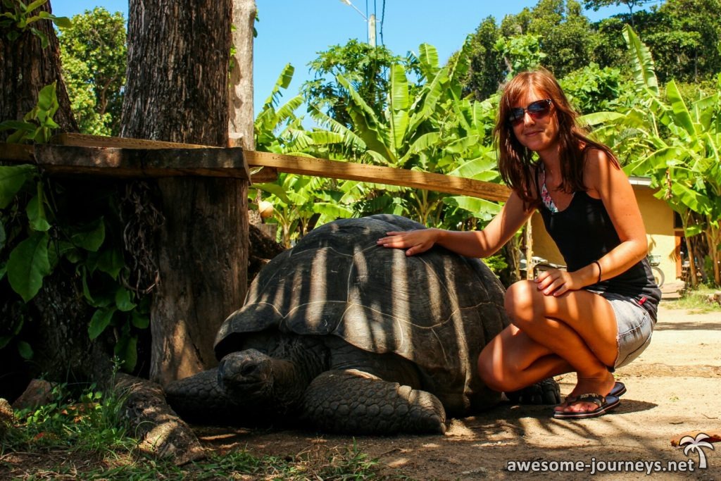 Aldabra Riesenschildkröte