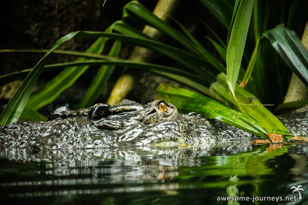 singapur_zoo_krokodil